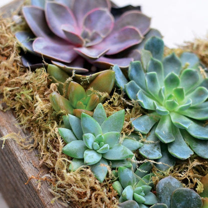 Heart Mix Succulent Garden