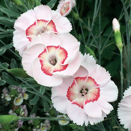 Dianthus American Pie® Georgia Peach Pie - Peach Carnation