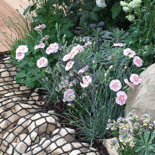 Dianthus American Pie® Georgia Peach Pie - Peach Carnation