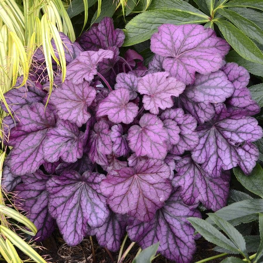 Heuchera Primo® 'Wild Rose'