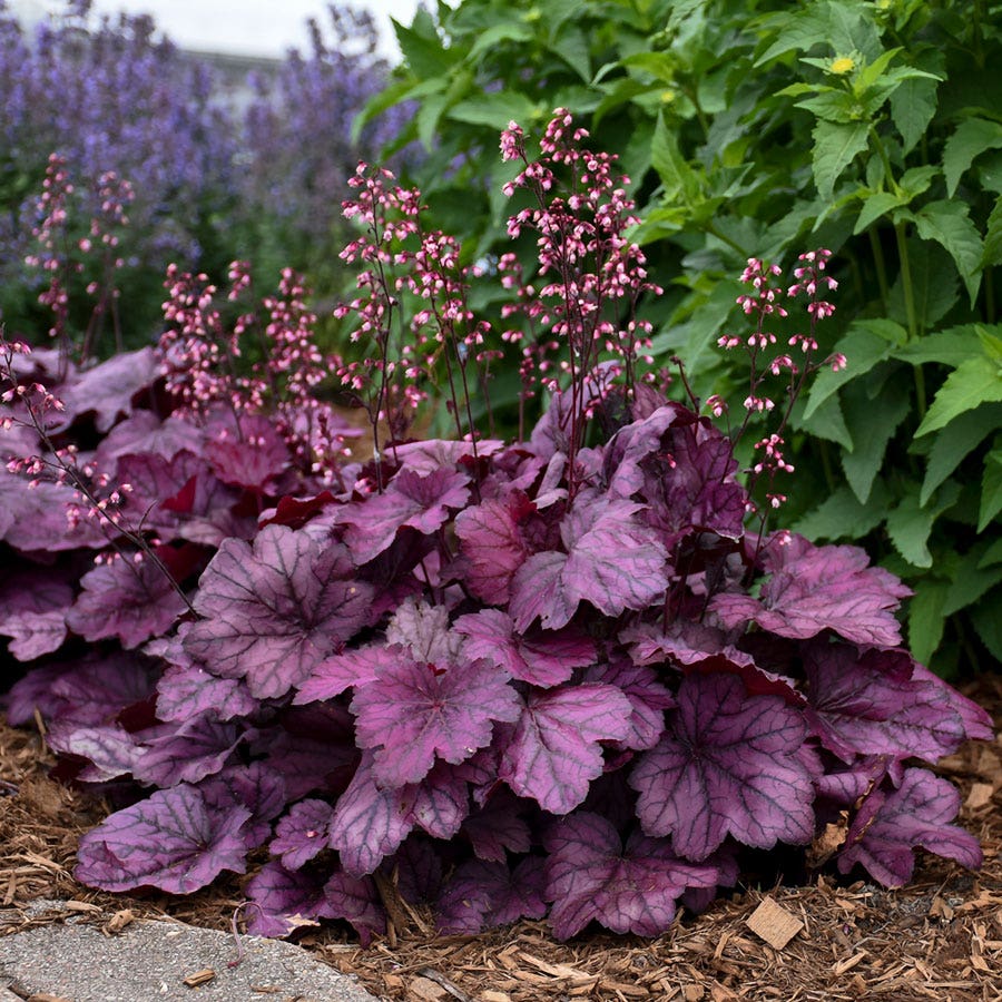 Heuchera Primo® 'Wild Rose'