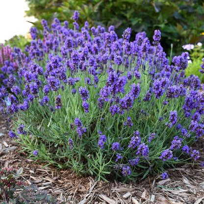 Lavandula Sweet Romance®
