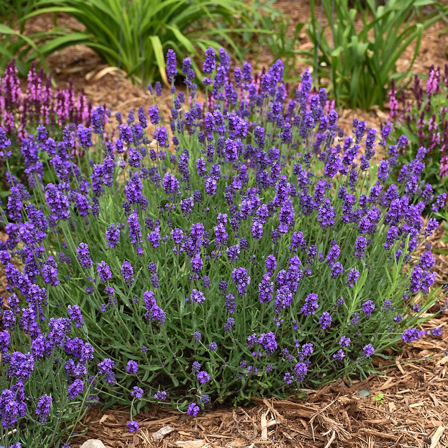 Lavandula Sweet Romance®