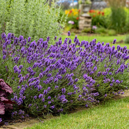 Lavandula Sweet Romance®