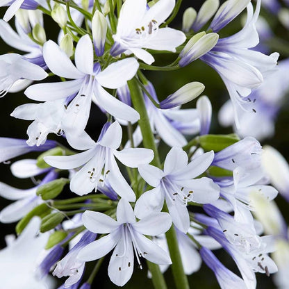 Agapanthus Twister