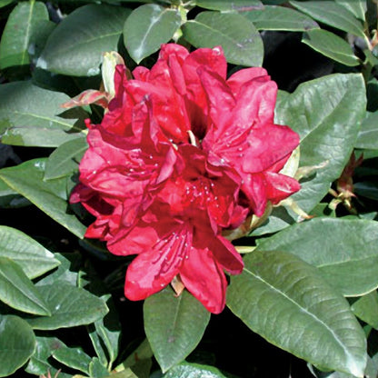 Rhododendron 'Firestorm'