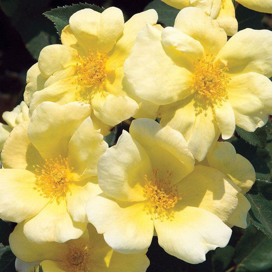 Rosa Sunny Knock Out®