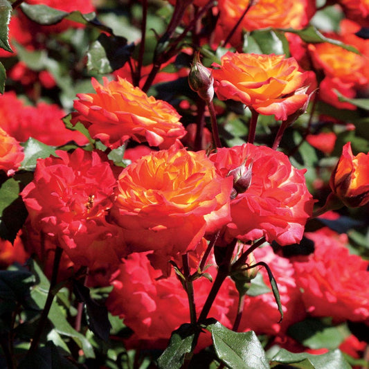 Charisma Floribunda Rose