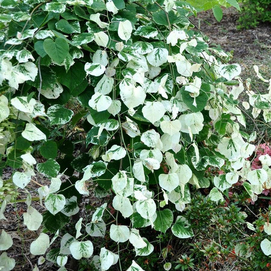Cercis 'Whitewater'