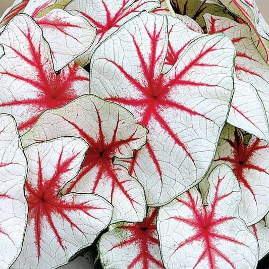 Caladium 'Fiesta' Bulbs
