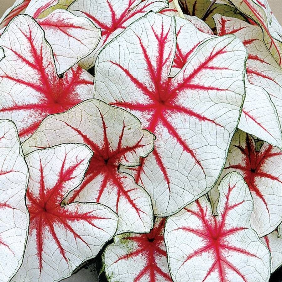 Caladium 'Fiesta' Bulbs