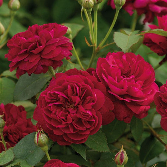Rosa Darcey Bussell™