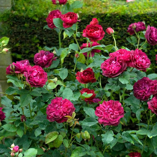 Rosa Darcey Bussell™