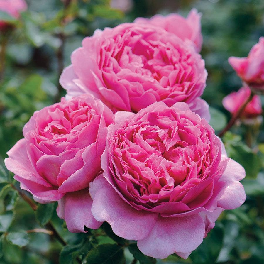 Englsih Roses David Austin® English Roses for Sale – Wayside Gardens