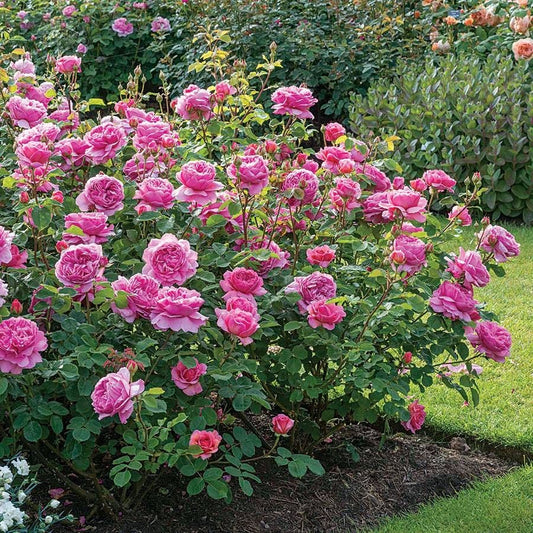 Rosa Princess Alexandra Of Kent