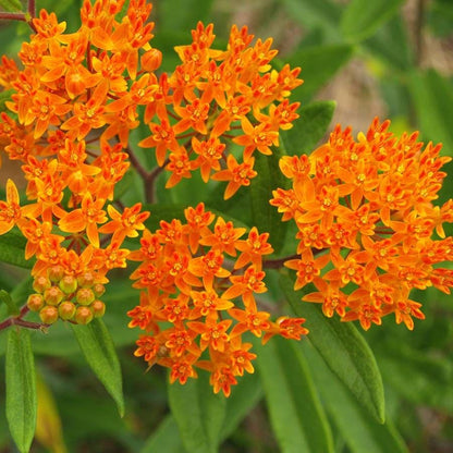 Asclepias Butterfly Weed