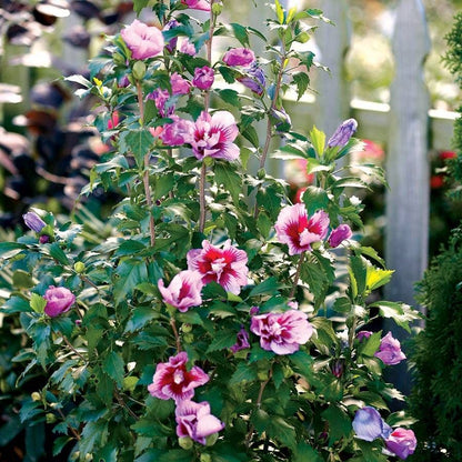 Hibiscus Purple Pillar® Rose of Sharon
