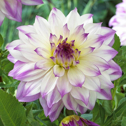 Dahlia 'Ferncliff Inspiration' Bulb