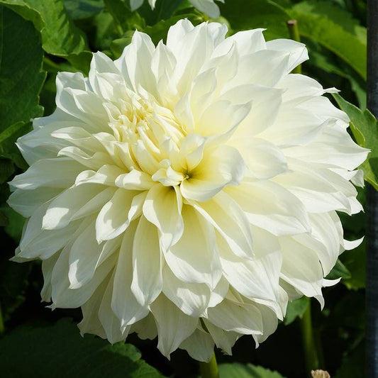 Dahlia 'Fleurel' Bulb
