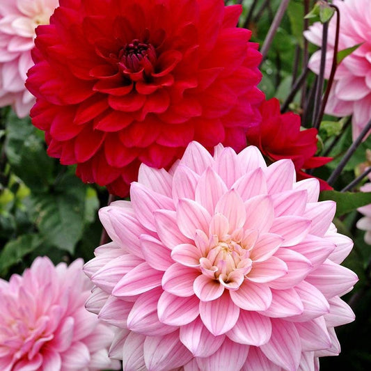 Dahlia Naomi® and Prospero® Mix Dahlia Bulbs