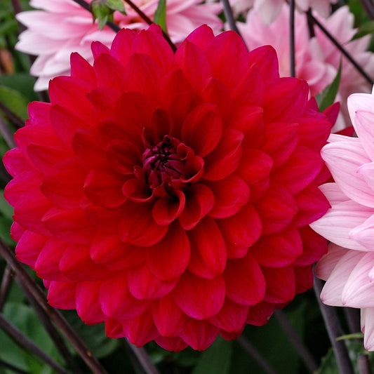Dahlia Naomi® and Prospero® Mix Dahlia Bulbs