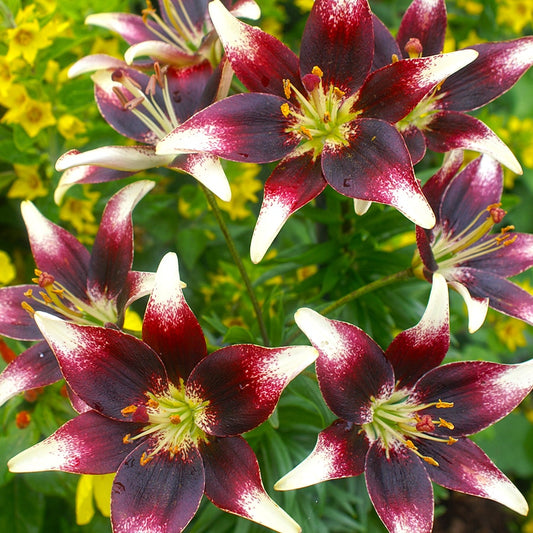 Lilium Asiatic 'Netty's Pride' Bulbs