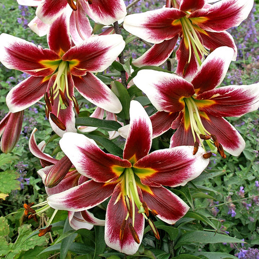 Lilium Miss Lily Bulbs