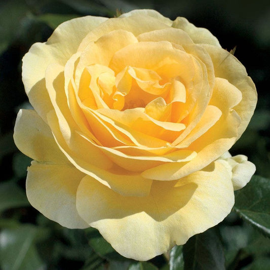 Rosa Sunshine Daydream™