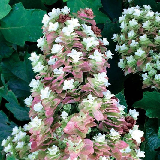 Hydrangea 'Snowcicle'