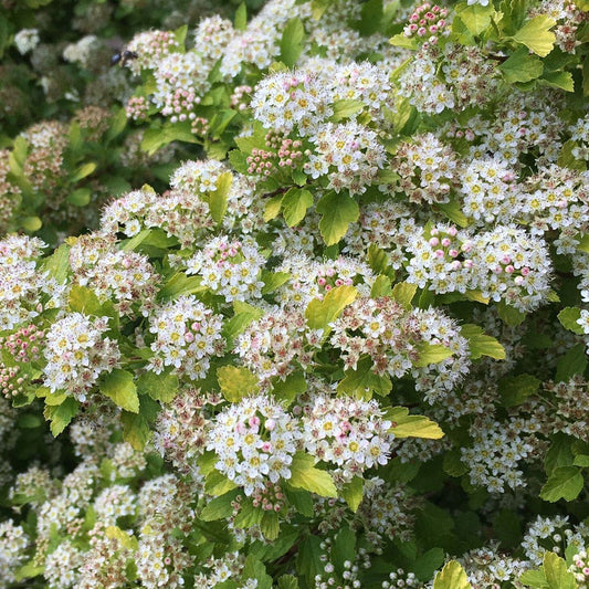 Physocarpus Raspberry Lemonade™