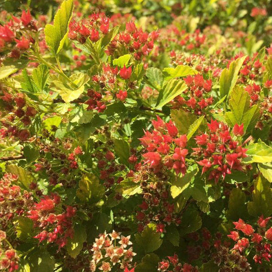 Physocarpus Raspberry Lemonade™