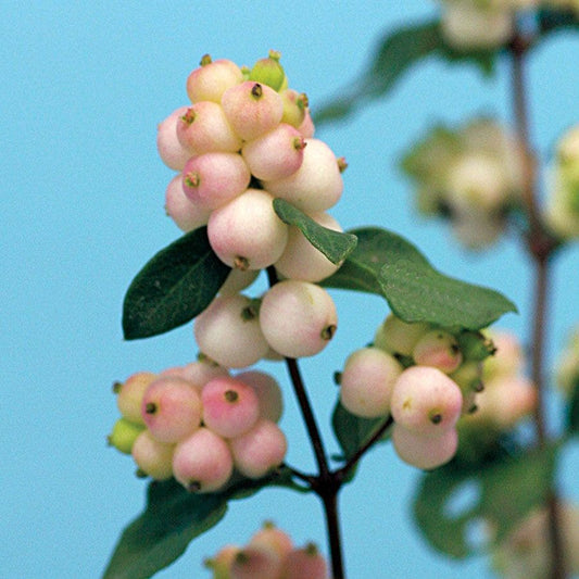 Symphoricarpos Magical® Autumn Blush