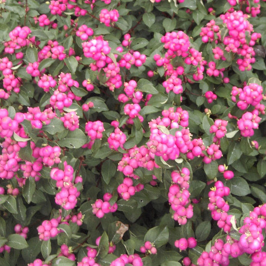 Symphoricarpos Magical® Treasure