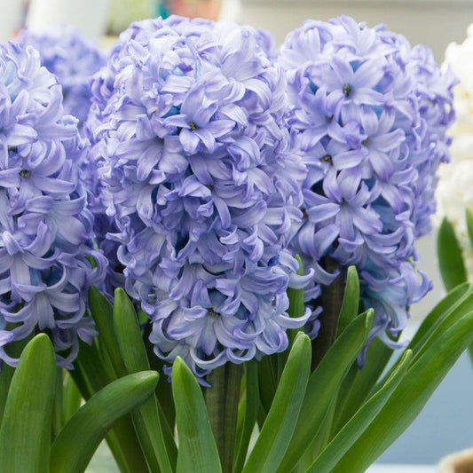 Hyacinth Chicago