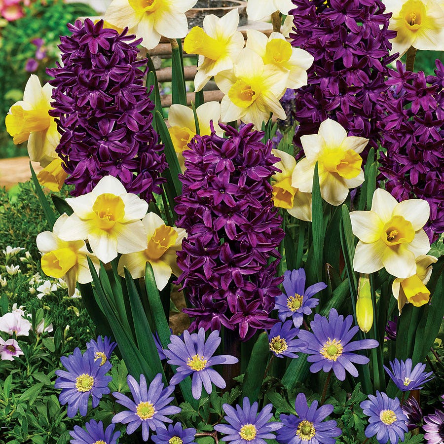 Spring Perfume Blend Bulbs