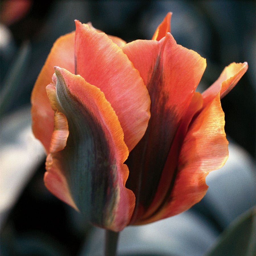 'Artist' Tulip  Bulbs