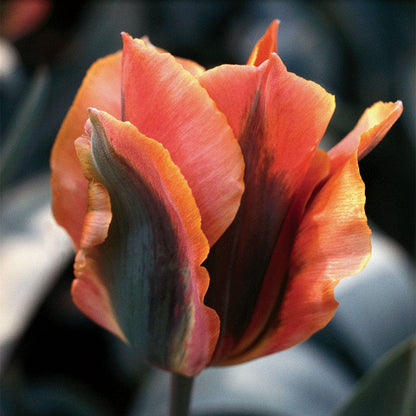 'Artist' Tulip  Bulbs