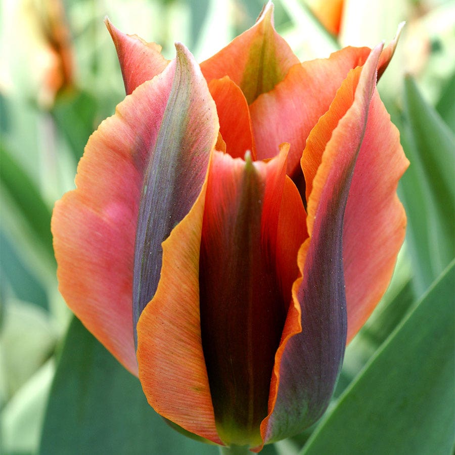 'Artist' Tulip  Bulbs