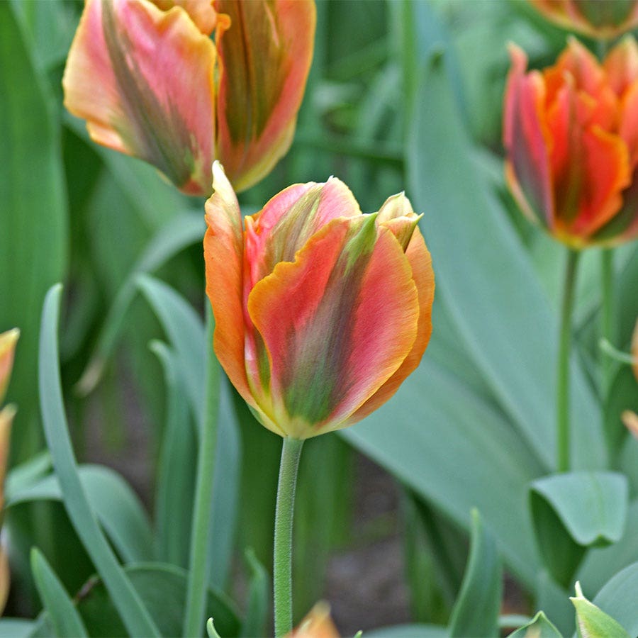 'Artist' Tulip  Bulbs