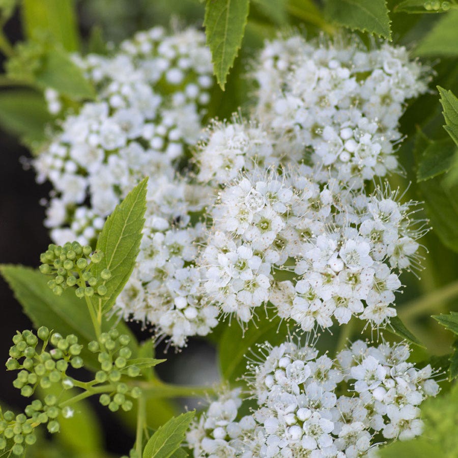 Spiraea Yeti™ Meadowsweet
