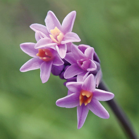 Tulbaghia Hybrid 'Himba'