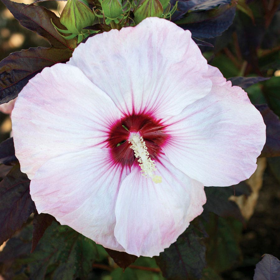 Hibiscus Blush Head Over Heels® Rose of Sharon
