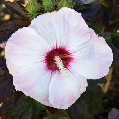 Hibiscus Blush Head Over Heels® Rose of Sharon