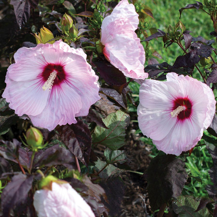 Hibiscus Blush Head Over Heels® Rose of Sharon
