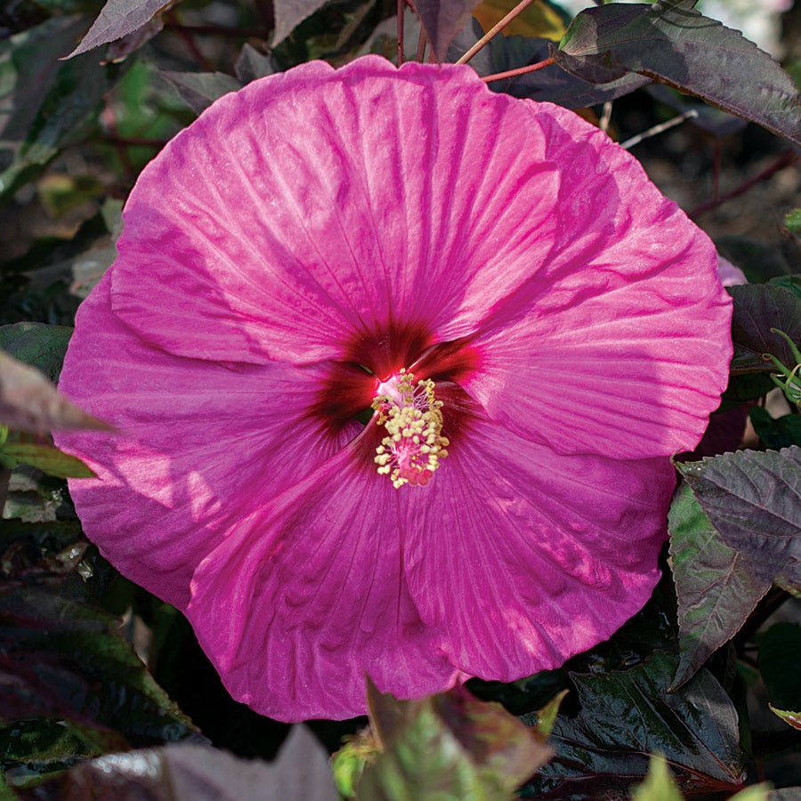 Hibiscus Passion Head Over Heels® Rose of Sharon