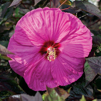 Hibiscus Passion Head Over Heels® Rose of Sharon