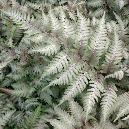 Athyrium 'Metallicum'
