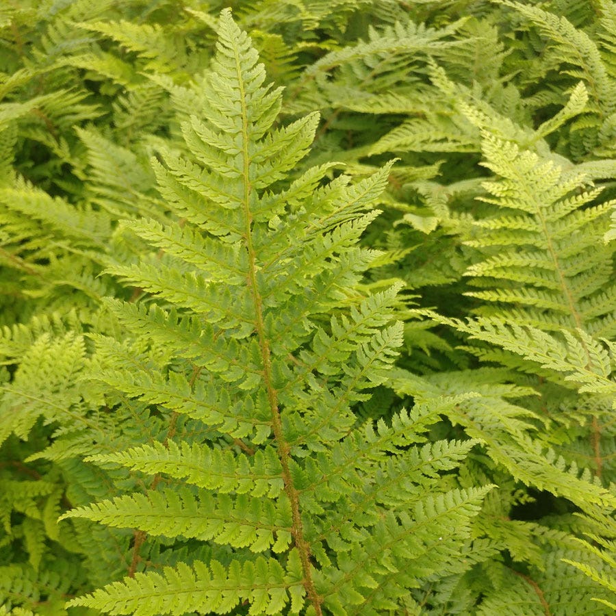 Polystichum 'Plumosomultilobum'