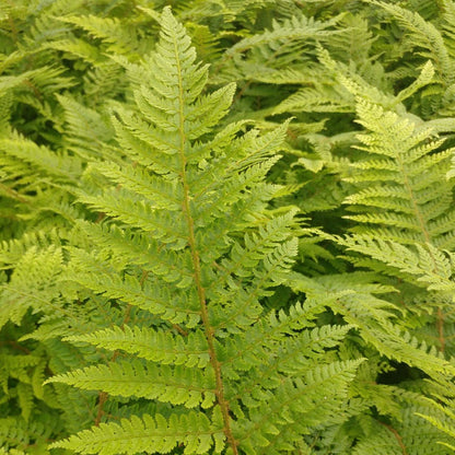 Polystichum 'Plumosomultilobum'