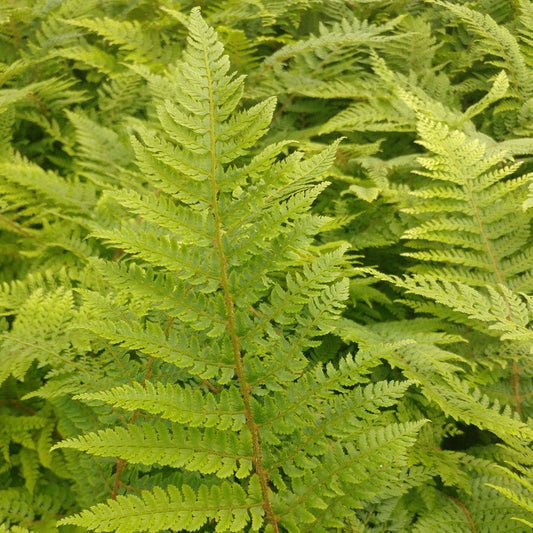 Polystichum 'Plumosomultilobum'
